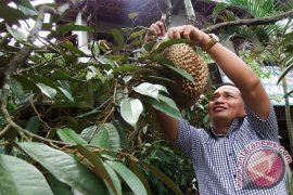 Wisata Petik Durian