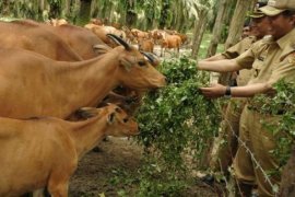  Pekanbaru Jadikan Desa Geringging Percontohan Sapi Siska, Seperti Apakah itu?