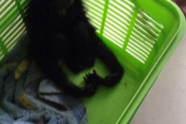 Diperdagangkan di Pasar Palapa Pekanbaru, Kondisi Primata Stress dan Dehidrasi