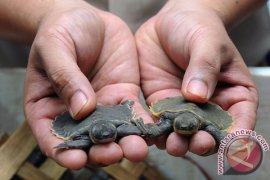 Belasan ribu kura-kura moncong babi dipulangkan ke Papua Page 1 Small