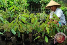 Kembangkan Durian Merah Banyuwangi