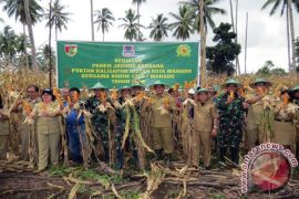 Distanak-kodim 1309/manado Panen Jagung 23 Hektare