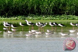 "Biota" Sensus Burung Air Di Dua Lokasi