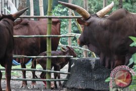 Koleksi Watusi KBS Bertambah