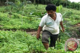 Lalat Buah Ancaman Bagi Jeruk Keprok 