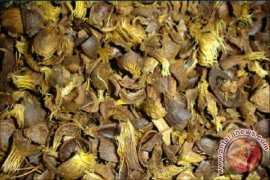 BLH Babel Kembangkan Pembangkit Listrik Cangkang Sawit