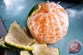 Petani Jeruk Beralih Tanam Kopi Ateng