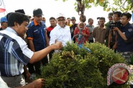 Banyuwangi Ekspor Olahan Rumput Laut ke Taiwan dan Malaysia