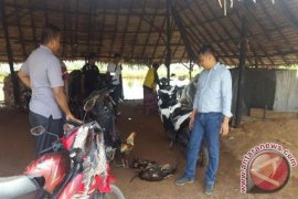 Polisi Kotawaringin Timur Gerebek Judi Sabung Ayam, Pelaku Kabur