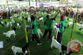 Kontes Kambing Etawa