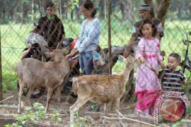 Penangkaran Rusa Tutul  di Blitar