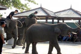 Lampung Timur Benahi Pariwisata Andalkan Way Kambas  