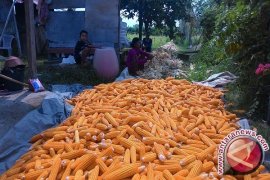 Produksi Jagung di Bali Turun 0,02 Persen