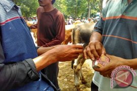 Harga Sapi di Bojonegoro Turun Rp1 Juta