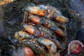 Kepiting Bakau