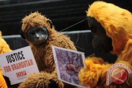 Orangutan Kembar Di Kebun Binatang Seattle Mati