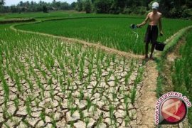 Petani Minahasa Terancam Gagal Panen Akibat Kemarau 