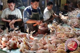 Pedagang Ayam di Toboal Keluhkan Permintaan Sepi