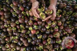 Melalui tugas pembantuan, pemerintah kembangkan tiga tanaman hortikultura unggulan Solok Selatan