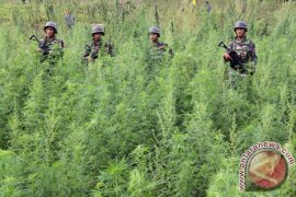 Petani: Tanam Ganja Tidak Membuat Kaya