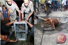 SBI Selamatkan Bekantan Hanyut Di Sungai Barito