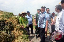 Dirjen PSP Ikuti Pembelian Gabah di Bojonegoro