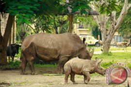 Badak Putih Langka Lahir di Bali Safari