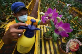 Cegah Serangan Jamur Pada Anggrek