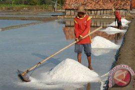 Produksi Garam di Bangkalan 571 Ton