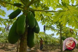 Tanaman Pepaya di Aceh Utara Diserang Jamur