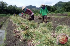 Panen Bawang Merah