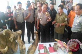 Polda Jambi buru DPO Pembunuh gajah