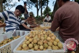 Duku Dharmasraya akan Bersertifikat dari Kementan