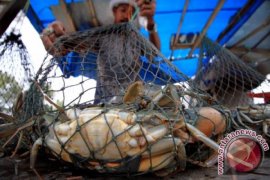 Harga Kepiting Bakau Turun Drastis