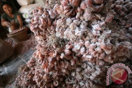 Petani Jual Bibit Bawang Merah