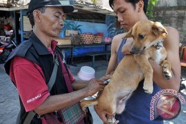92.000 hewan penular rabies di Badung divaksinasi pada 2018