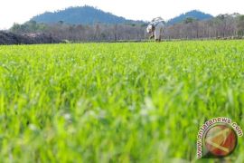 Empat Minggu Ditanami, Sawah Sungaibesar Menghijau