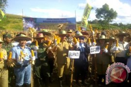 Bupati Barito Utara Panen Jagung Desa Liju 