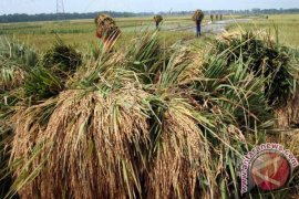 Harga Beras di Bojonegoro Merangkak Naik