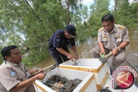Balai Karantina Lepas Ratusan Kepiting Hasil Razia