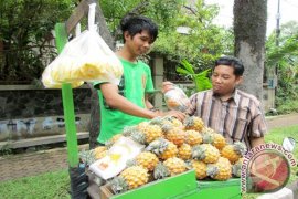 Nanas dan Buah Naga Indonesia kini menyasar pasar Tiongkok