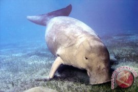 Dinas Perikanan kembalikan ikan duyung ke habitatnya