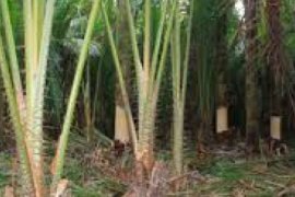 Produk Turunannya 20, Disbun Riau Kembangkan 580 Hektare Kebun Sagu
