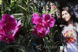 Kreatifitas Petani Anggrek