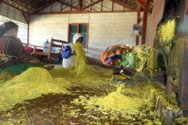 Pabrikan Berencana Beli Tembakau Bojonegoro 7.467 Ton