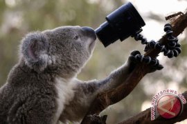 Video langkah pertama bayi Koala ditonton 100 ribu kali lebih