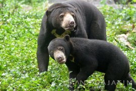 Anak Beruang Madu TSI II