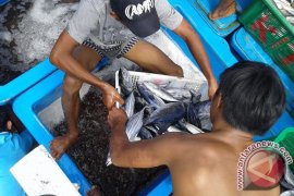 Nelayan Seluma jaring ribuan ikan mati