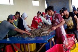Petambak Cirebon Pilih Budidaya Udang Vaname
