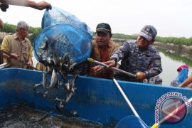 PANEN RAYA IKAN TNI AL